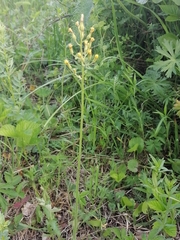 Crepis praemorsa