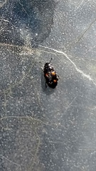 Glischrochilus hortensis