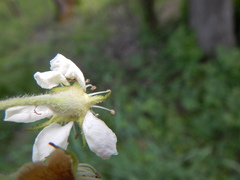Crataegus canadensis