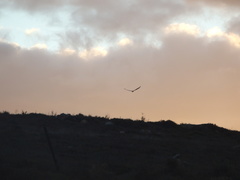 Haliaeetus leucogaster