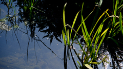 Sparganium erectum