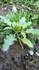 Datura stramonium