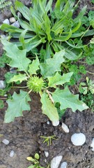 Datura stramonium