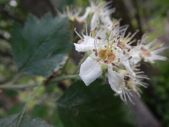 Crataegus canadensis