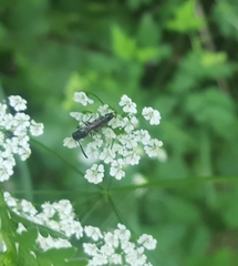 Monosapyga clavicornis