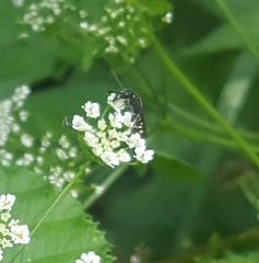 Monosapyga clavicornis