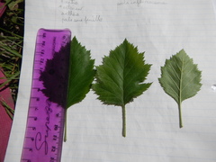 Crataegus canadensis