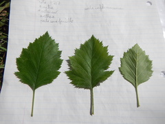 Crataegus canadensis