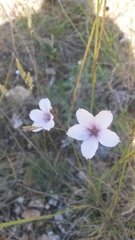 Linum tenuifolium