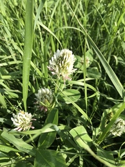 Trifolium ambiguum