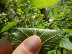 Crataegus canadensis