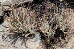 Dudleya attenuata