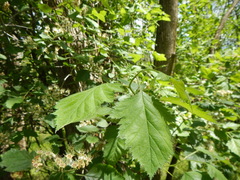 Crataegus canadensis
