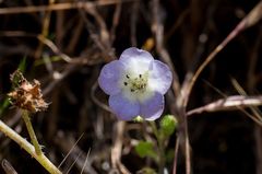 Pholistoma auritum auritum