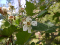Crataegus canadensis