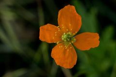 Papaver californicum
