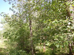 Crataegus canadensis