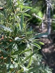 Hippophae rhamnoides