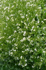 Crambe tataria