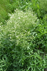 Crambe tataria
