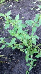 Solanum nitidibaccatum