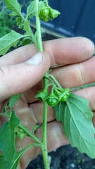 Solanum nitidibaccatum