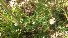 Galium pumilum