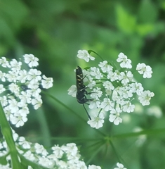 Monosapyga clavicornis