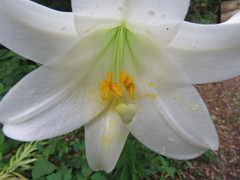 Lilium longiflorum