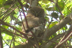 Glaucidium radiatum