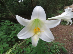 Lilium longiflorum