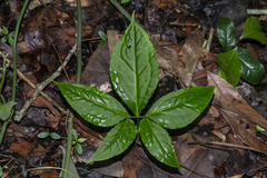 Elatostema