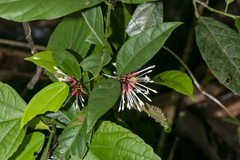Ixora cuneifolia
