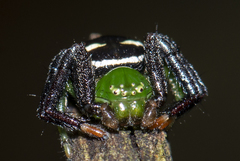 Synema revolutum