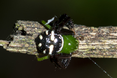 Synema revolutum