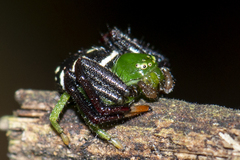 Synema revolutum