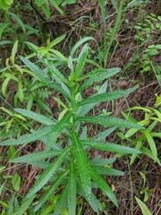 Cirsium serratuloides