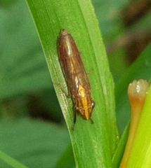 Phera obtusifrons