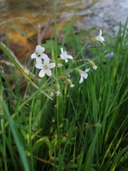 Cerastium pauciflorum