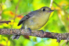 Vireo gundlachii