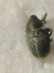 Sibinia viscariae