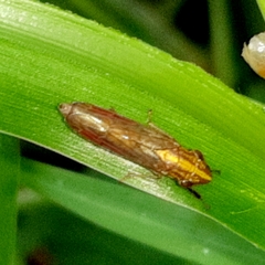 Phera obtusifrons