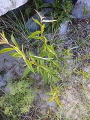 Prunus persica persica