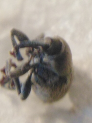 Sibinia viscariae