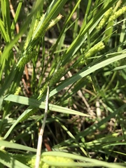 Carex granularis