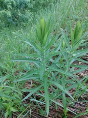 Cirsium serratuloides