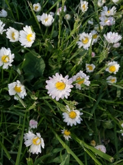 Bellis perennis