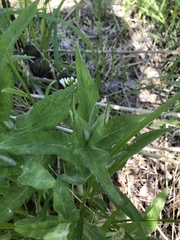 Triosteum perfoliatum