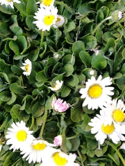 Bellis perennis
