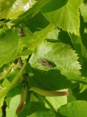 Hydrophoria lancifer